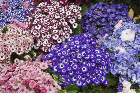 Beautiful and colorful lowers in Butchart Gardens, Victoria, British Columbia, Canadaの写真素材