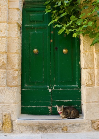 Cat crouched outside an old style green wooden door to an old stone building in Valetta, Maltaの写真素材