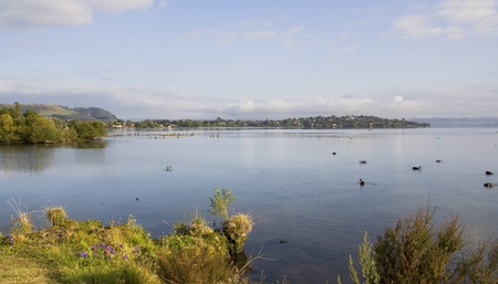 Peaceful lake with ducks near Rotorua, North Island, New Zealand at sunriseの写真素材