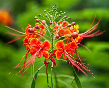 Interesting red flowers with whisker-like extensions and balls as part of the plantの写真素材