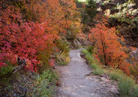 Trees and plants changing colors in the autumn season along a trail in Zion National Park, Utahの写真素材