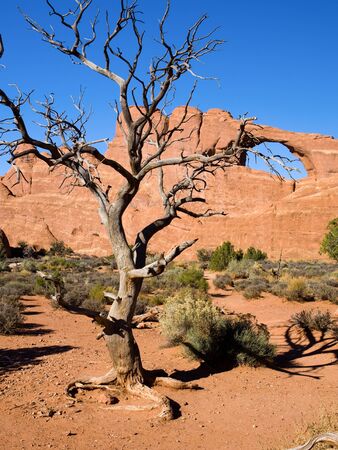 Dead tree in Arches National Park in the Southern Utah desert with Skyline Arch in the backgroundの写真素材