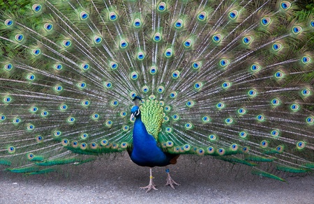 Beautiful male peacock fanning its tail and showing off plumageの写真素材