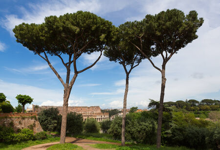 Trees on a hill overlooking the Colosseum in Rome, Italy.の写真素材