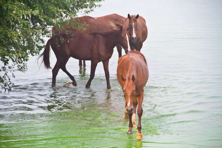 Horses in water and a fogの写真素材