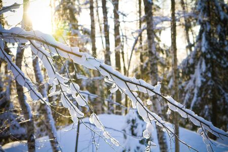 Winter morningの写真素材