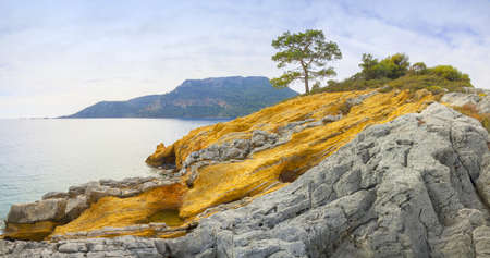 Turkey, sea, and shore pineの写真素材
