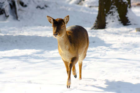 Running fallow-deerの写真素材