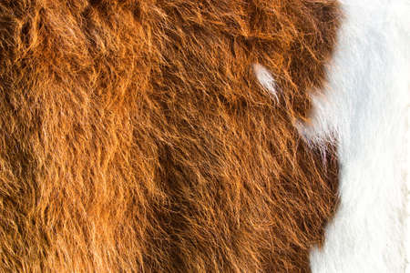Fur animal as a background