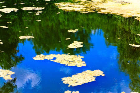 Water surface of forest lakeの写真素材