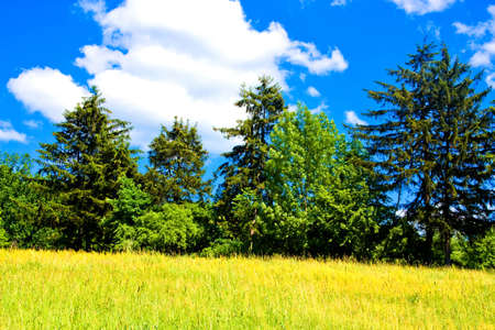 Country landscape with meadow and treesの写真素材