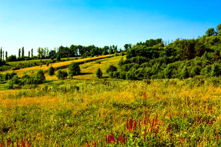Countryside landscape with meadow and treesの写真素材