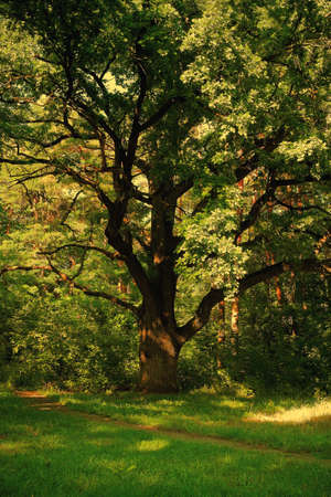 Forest landscape tinted into dichromaticの写真素材