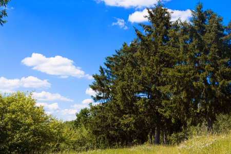 Countryside landscape with trees and skyの写真素材
