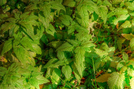 Thickets of nettles as a backgroundの写真素材