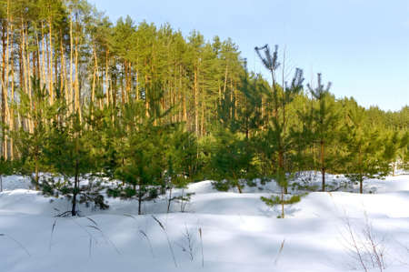 Landscape with winter snow-covered forest. HDR imageの写真素材
