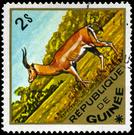 GUINEA - CIRCA 1975: A Stamp shows image of a Impala with the inscription "aepyceros melampus", series, circa 1975の写真素材