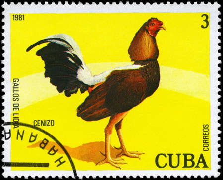 CUBA - CIRCA 1981: A Stamp shows image of a Rooster with the designation "Cenizo" from the series "Fighting Cocks", circa 1981の写真素材