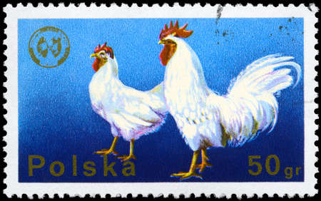 POLAND - CIRCA 1975: A Stamp shows image of a Cock and Hen from the series の写真素材