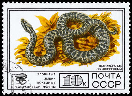 USSR - CIRCA 1977: A Stamp printed in USSR shows the image of a Halys Viper from the series "Venomous snakes, useful for medicinal purposes", circa 1977の写真素材