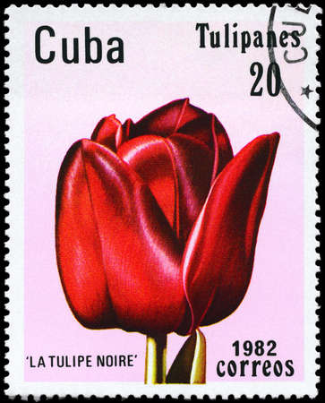 CUBA - CIRCA 1982: A Stamp shows image of a Tulip with the inscription "La Tulipe Noire", from the series "Tulips", circa 1982の写真素材