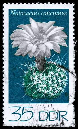 GDR - CIRCA 1974: A Stamp shows image of a Notocactus with the designation "Notocactus concinnus" from the Cacti series, circa 1974の写真素材