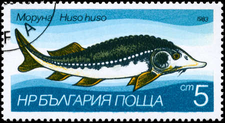 BULGARIA - CIRCA 1983: A Stamp printed in BULGARIA shows image of a Sturgeon with the description "Huso huso" from the series "Fresh-water Fish", circa 1983の写真素材