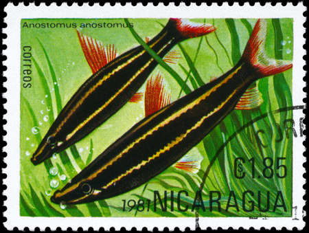 NICARAGUA - CIRCA 1981: A Stamp printed in NICARAGUA shows image of a Anostomus with the description "Anostomus anostomus" from the series "Tropical Fish", circa 1981の写真素材