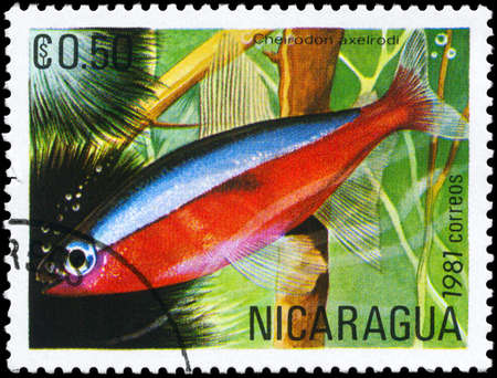 NICARAGUA - CIRCA 1981: A Stamp printed in NICARAGUA shows image of a Red Neon with the description "Cheirodon axelrodi" from the series "Tropical Fish", circa 1981の写真素材