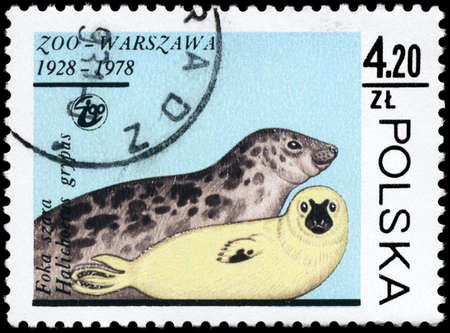 POLAND - CIRCA 1978: A Stamp printed in POLAND shows image of a Gray Seals with the description "Halichoerus grypus" from the series "Animals", circa 1978の写真素材