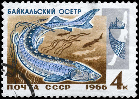 USSR - CIRCA 1966: A Stamp printed in USSR shows image of a Sturgeon from the series "Fish resources of Lake Baikal", circa 1966の写真素材