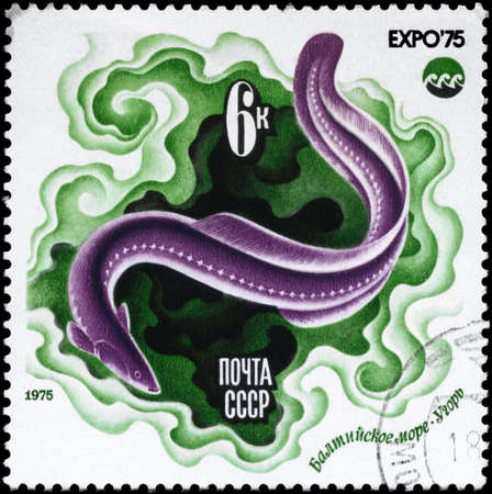 USSR - CIRCA 1975: A Stamp printed in USSR shows image of a Eel, Baltic Sea from the series...