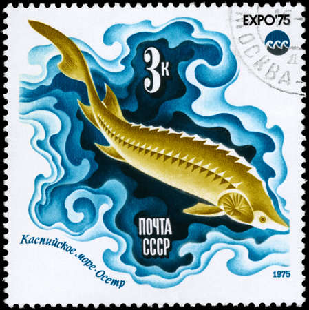 USSR - CIRCA 1975: A Stamp printed in USSR shows image of a Sturgeon, Caspian Sea from the series "Oceanexpo 75 Emblem", circa 1975の写真素材
