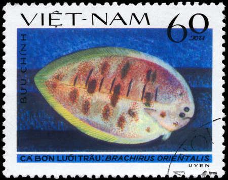 VIETNAM - CIRCA 1982: A Stamp printed in VIETNAM shows image of a Oriental Sole with the inscription "Brachirus orientalis" from the series "Fish", circa 1982の写真素材