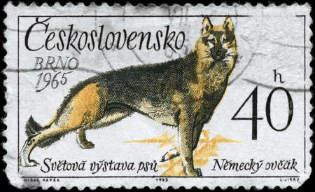 CZECHOSLOVAKIA - CIRCA 1965: A Stamp printed in CZECHOSLOVAKIA shows image of a German Shepherd from the series "Dogs", circa 1965の写真素材