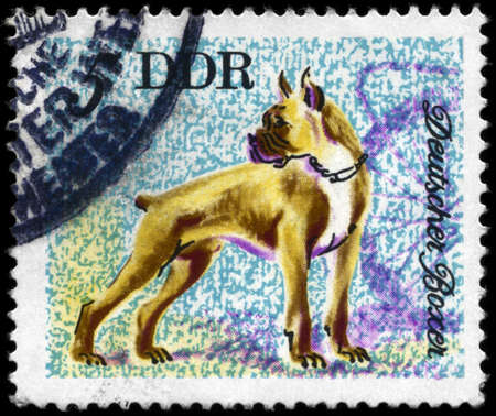 GDR - CIRCA 1976: A Stamp printed in GDR shows image of a Boxer from the series "Dogs", circa 1976の写真素材