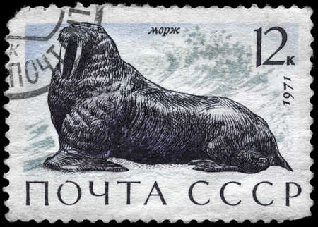 USSR - CIRCA 1971: A Stamp printed in USSR shows image of a Walrus from the series "Sea Mammals", circa 1971の写真素材