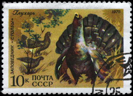 USSR - CIRCA 1975: A Stamp printed in USSR shows image of a Wood Grouse with the inscription "Stolby Wildlife Reservation", series, circa 1975の写真素材