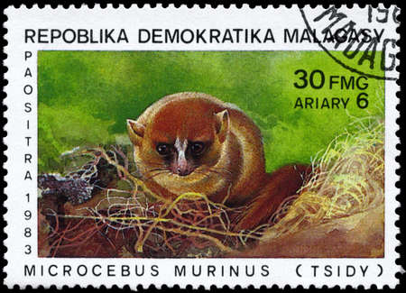 MALAGASY REPUBLIC - CIRCA 1983: A Stamp printed in MALAGASY REPUBLIC shows image of a Lesser Mouse Lemur with the description "Microcebus murinus" from the series "Various Lemurs", circa 1983の写真素材