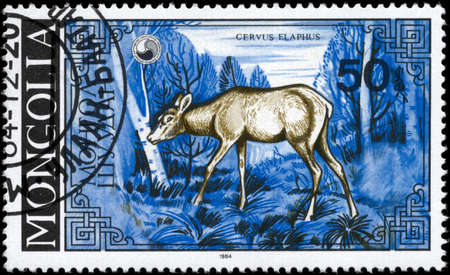 MONGOLIA - CIRCA 1984: A Stamp printed in MONGOLIA shows image of a She-deer with the description "Cervus elaphus", series, circa 1984の写真素材