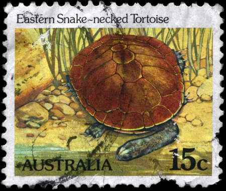 AUSTRALIA - CIRCA 1984: A Stamp printed in AUSTRALIA shows the image of a Eastern Snake-necked Tortoise, series, circa 1984の写真素材