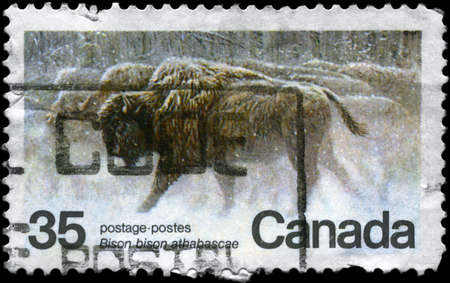 CANADA - CIRCA 1981: A Stamp strip printed in CANADA shows the image of Wood Bisons with the inscription "Bison bison athabascae", circa 1981の写真素材