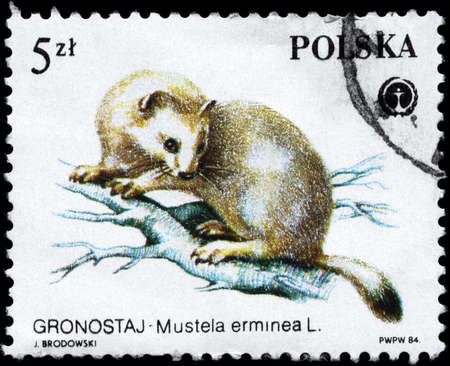 POLAND - CIRCA 1984: A Stamp printed in POLAND shows image of a Stoat with the description "Mustela erminea" from the series "Protected Animals", circa 1984の写真素材