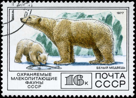 USSR - CIRCA 1977: A Stamp printed in USSR shows image of a Polar Bear and Cub from the series "Protected Fauna", circa 1977の写真素材
