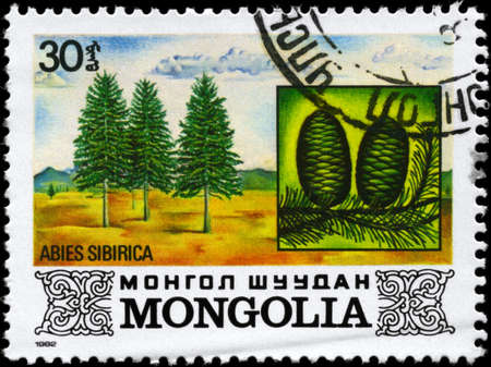 MONGOLIA - CIRCA 1982: A Stamp printed in MONGOLIA shows the Siberian Spruce, with the description "Abies sibirica", series, circa 1982の写真素材