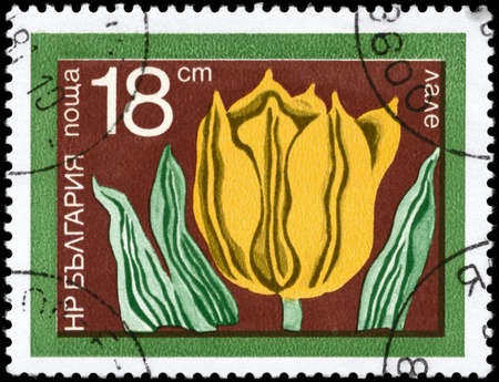BULGARIA - CIRCA 1974: A Stamp printed in BULGARIA shows image of a Tulip, from the series Flowers,...