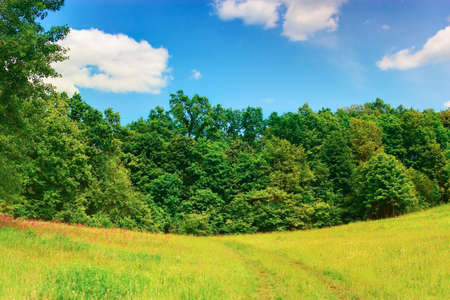 Landscape with a forest edge. HDR imageの写真素材