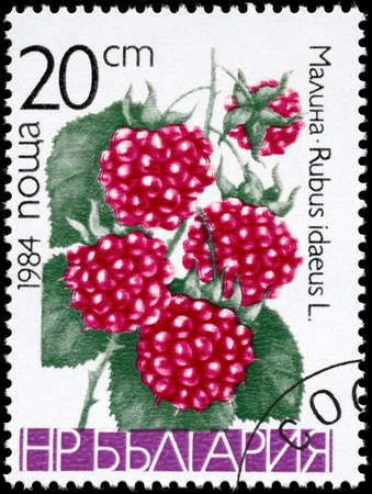 BULGARIA - CIRCA 1984: A Stamp printed in BULGARIA shows image of a Raspberries "Rubus idaeus", from the series "Berries", circa 1984の写真素材