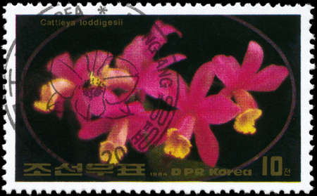 NORTH KOREA - CIRCA 1984: A Stamp printed in NORTH KOREA shows image of a Cattleya loddigesii, from the series "Flowers", circa 1984の写真素材