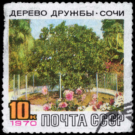 USSR - CIRCA 1970: A Stamp printed in USSR shows the Friendship Tree, Sochi, circa 1970の写真素材